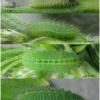 pol icarus larva3 volg